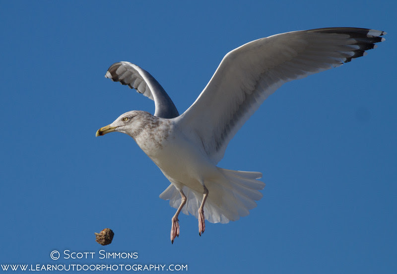 Fort De Soto. The gull dropped its prey repeatedly in an attempt to make it easier to open up. Fort De Soto. The gull dropped its prey repeatedly in an attempt to make it easier to open up.