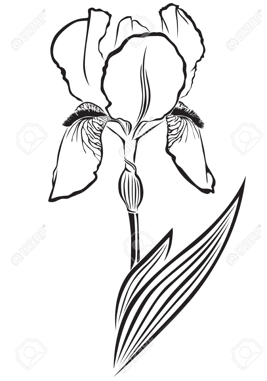 Iris Flower Line Drawing - Best Flower Wallpaper