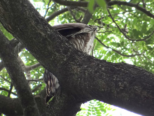鳳頭蒼鷹/無限台南