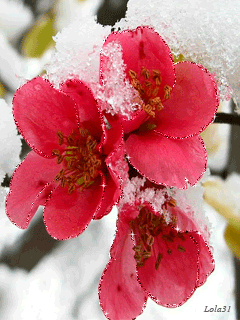 Нежные розовые цветочки под снегом