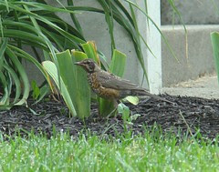 Baby RAPTOR robin