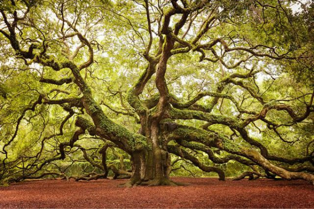 1_amazing-trees-9.jpg