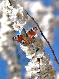 Бабочка на цветщей яблоне