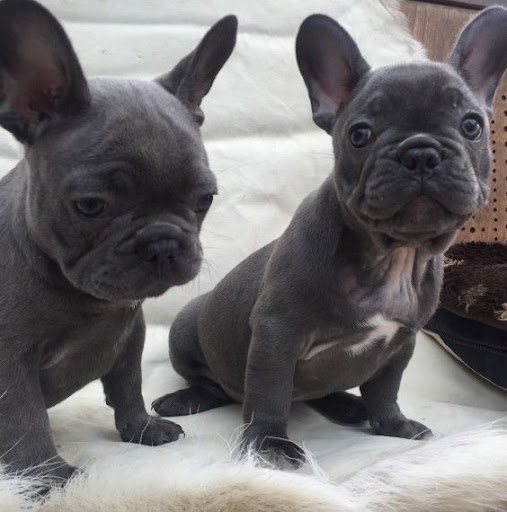 French Bulldog Puppies For Sale In Pa French bulldog