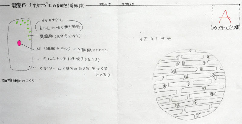 オオカナダモ 細胞 観察 オオカナダモ 細胞 観察 考察