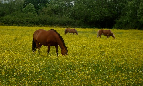 horses & buttercups