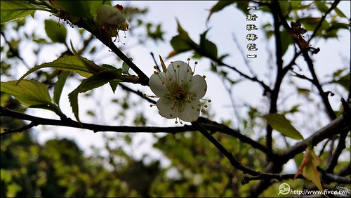 新社梅花森林 新社梅花森林