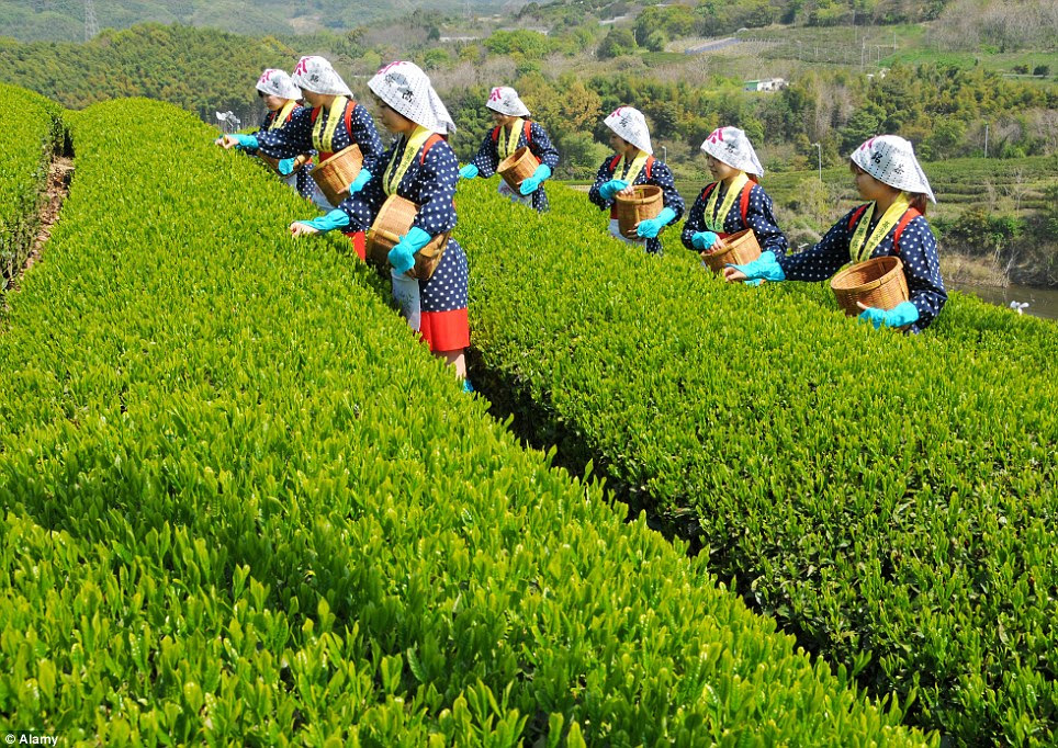 Lasting tradition: Japanese woman wear traditional outfits - similar to those worn 100 years ago - to pick tea leaves today 