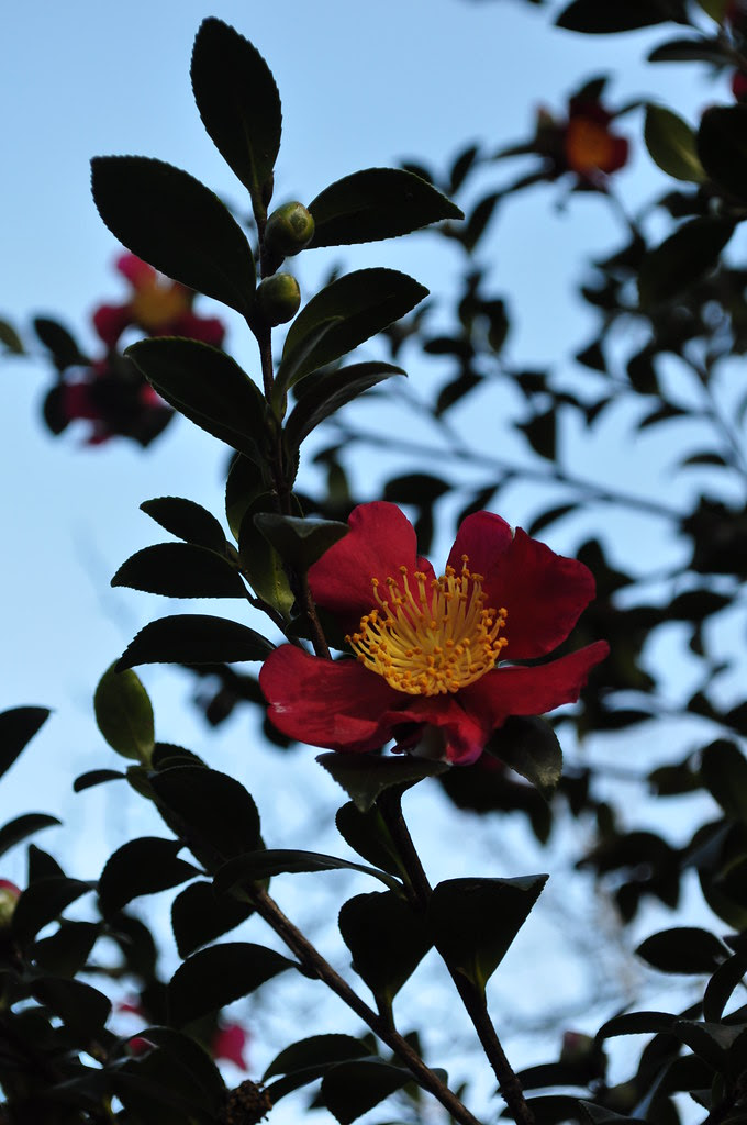 Camellia sasanqua 'Yuletide' 1