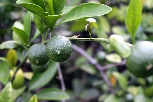 Baby Satsumas