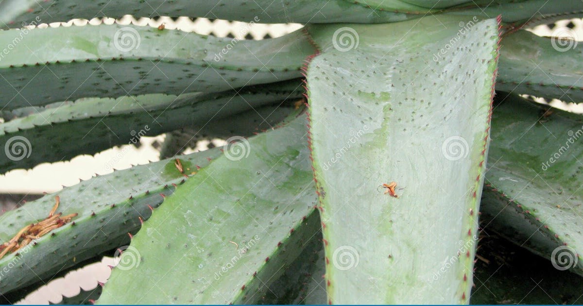 Where Can I Buy Aloe Vera Plant In Dublin Plantă Blog