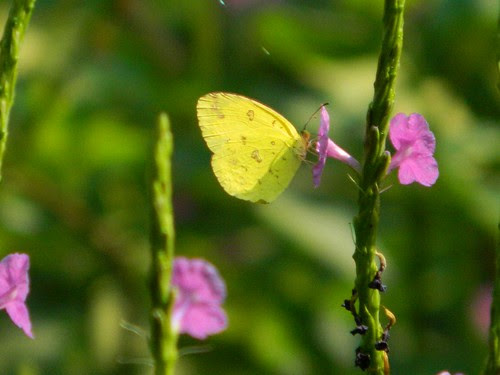 Common grass yellow butterfly