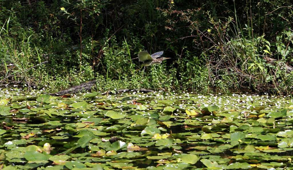 A heron takes flight in The Houston Arboretum & Nature Center. Photo: Steve Gonzales, Staff / © 2015 Houston Chronicle