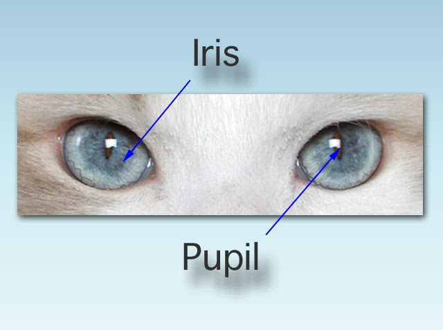 Blue Cat Eyes
