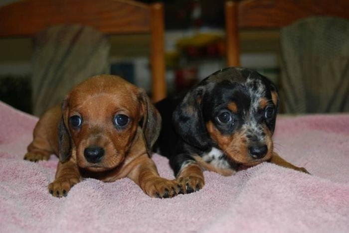 Mini Short Haired Dachshund Puppies For Sale long haired
