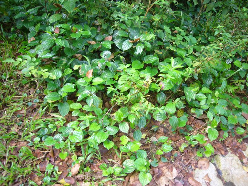 P1070074