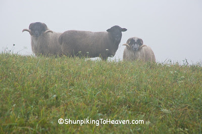 Scottish Blackfaced Sheep in the Foggy Meadow, Richland County, Wisconsin