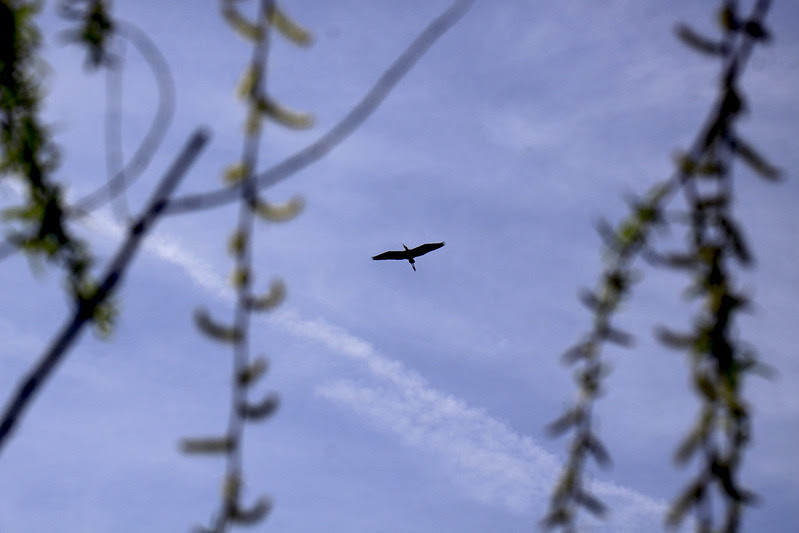 willow contrail and heron