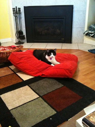 max sneaking some time on Buddah's bed