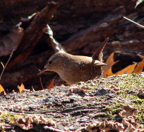 Winter Wren