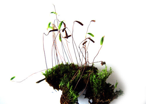 found moss