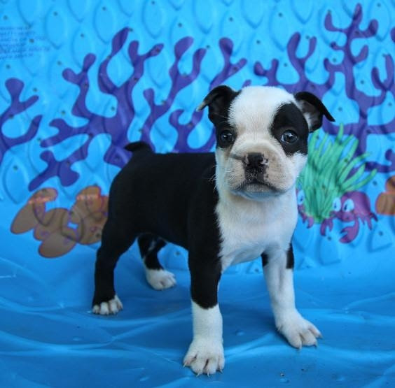 Boston Terrier Puppies Hudson Valley Ny Pets Lovers