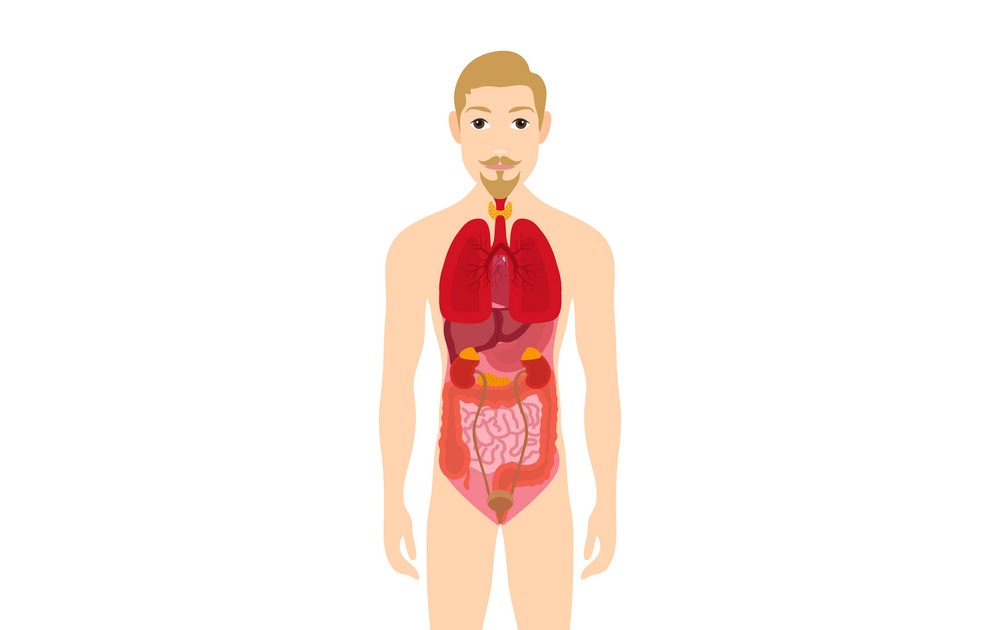 Male Internal Organs Anatomy / Internal Anatomy Of Male Chest And