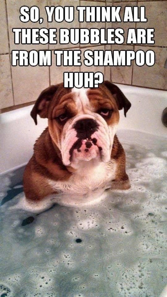 French Bulldog Jokes