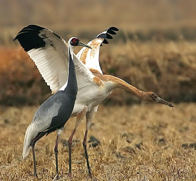 Department of Zoology:GCU: Birds of Pakistan