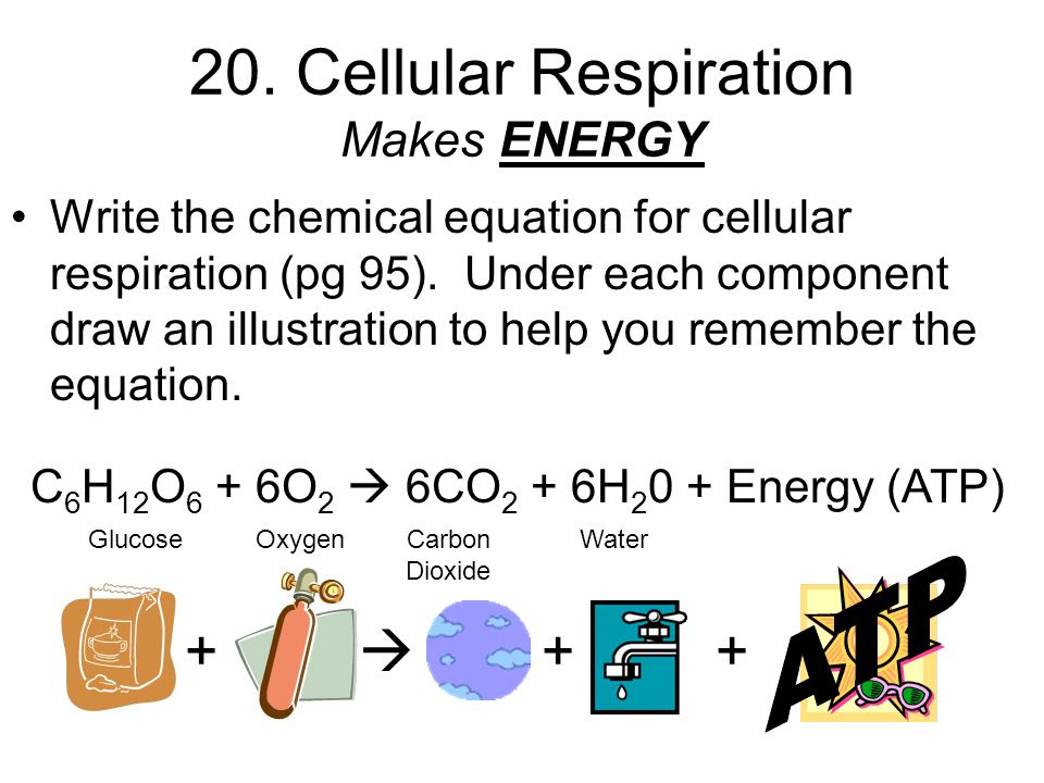 r2101-aerobic-respiration-and-crop-storage-edinburgh-garden-school