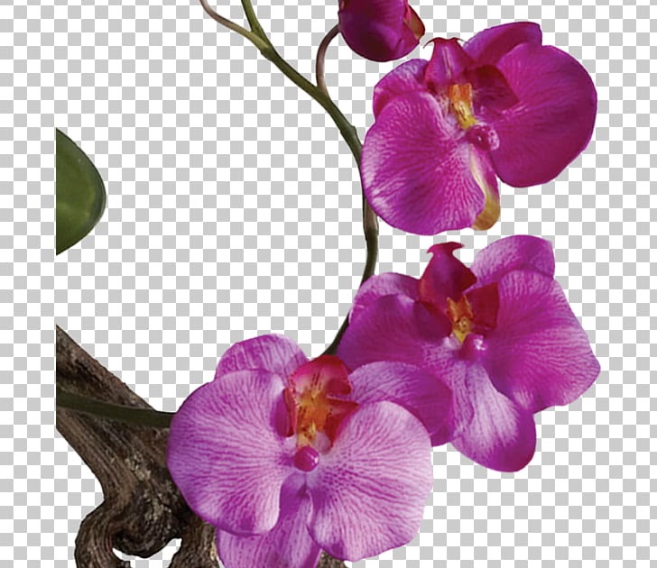 10 Gambar Orchid Flowers Gambar Bunga  HD