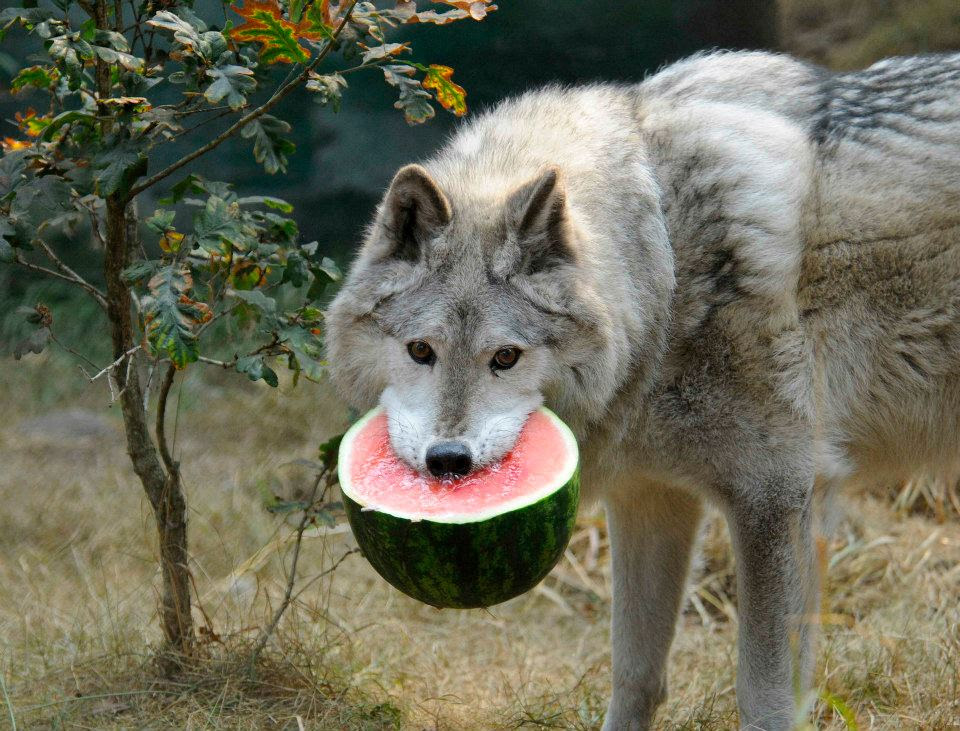 Wolf Eating a Watermelon pics