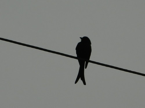 Black drongo