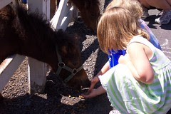 Feeding the Little Horses