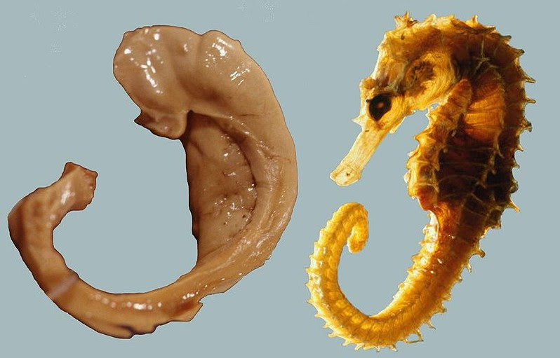 File:Hippocampus and seahorse cropped.JPG