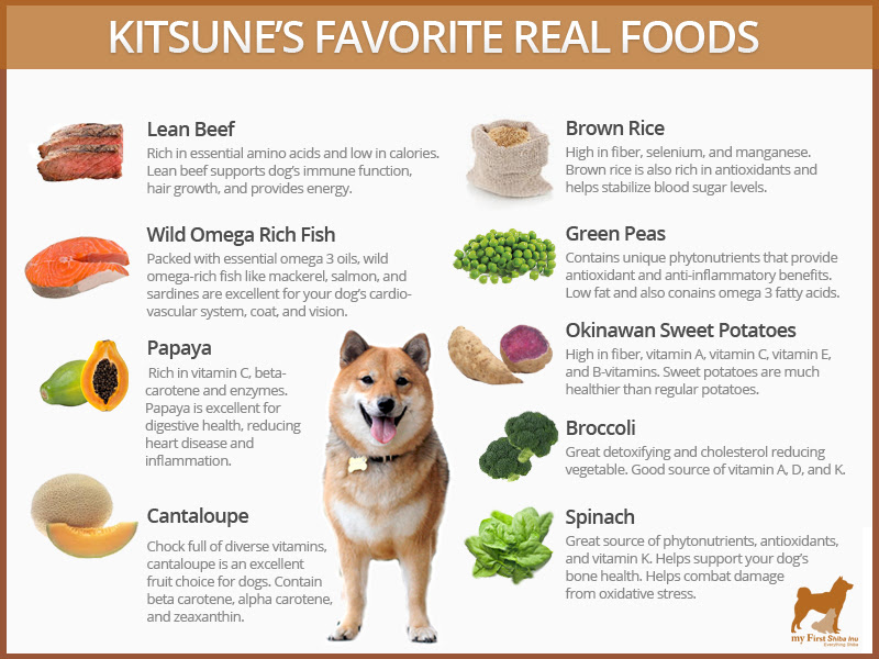Best Dog Food For Shiba Inus - My First Shiba Inu