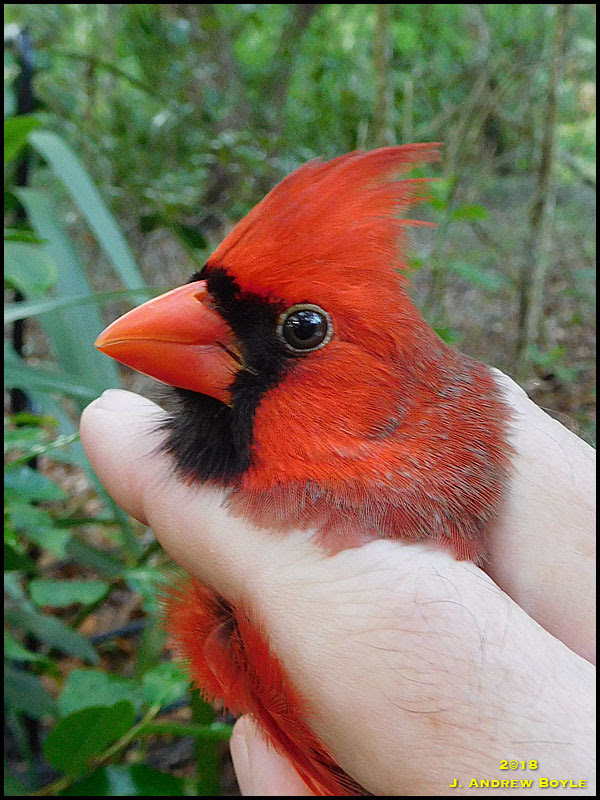 Northern Cardinal Northern Cardinal