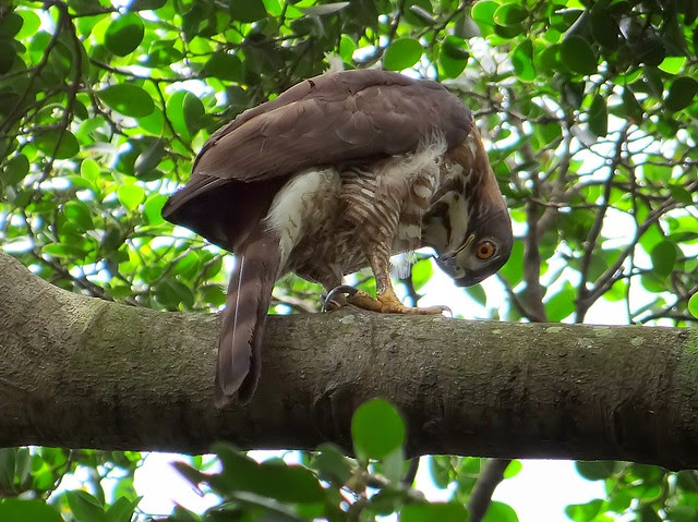 鳳頭蒼鷹/無限台南