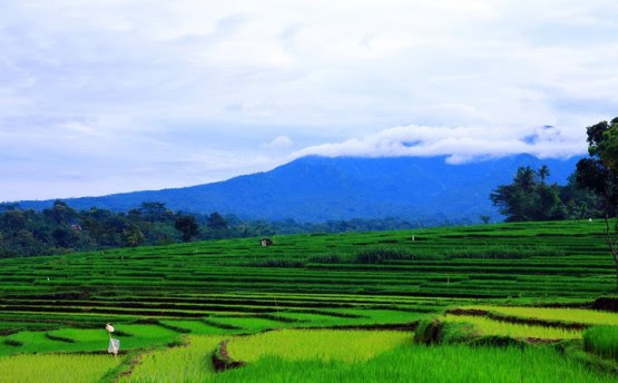 43+ Pemandangan Alam Gunung Dan Sawah