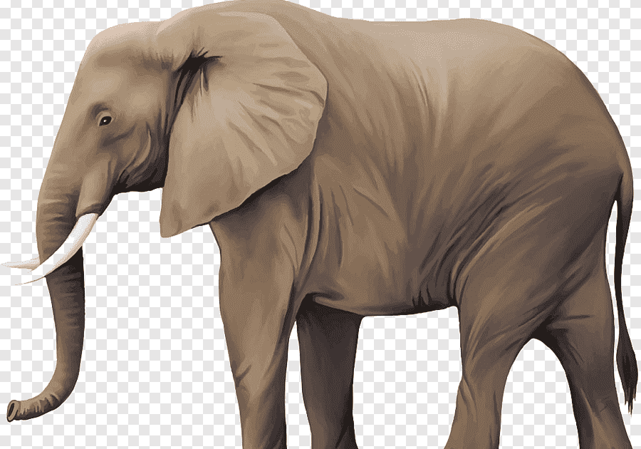 Sketsa Gajah / Sketsa Gajah Kertas Dinding Gambar Gratis Di Pixabay jpg (900x630)