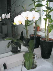 Phalaenopsis Casablanca x (Hisa nasu x Atien Kaala)