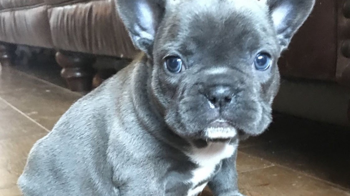 38 Top Photos French Bulldog Puppies For Sale Illinois