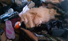 Jasper in nap paradise