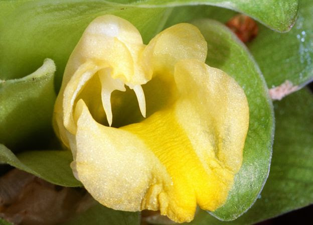Turmeric flower