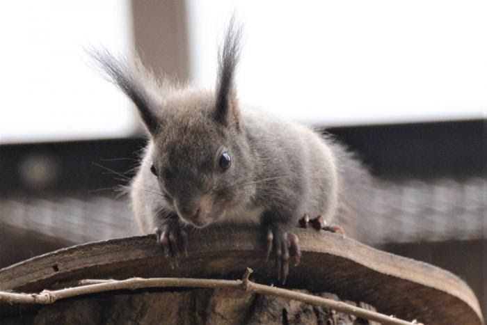 75+ず から 始まる 動物 ディズニー画像のすべて