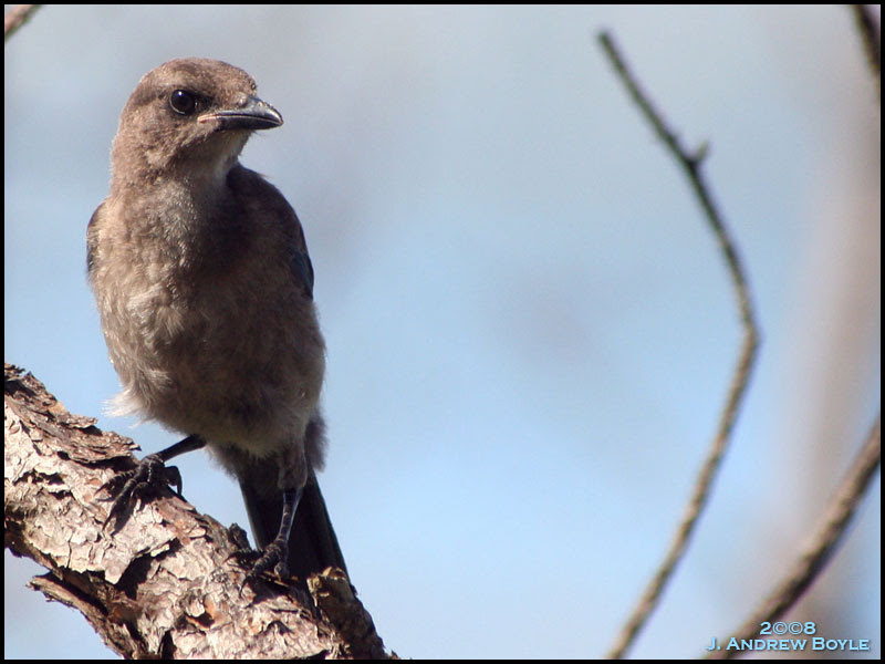 Florida Scrub Jay
