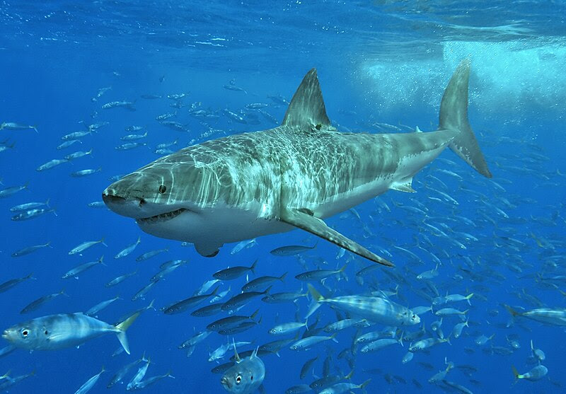 File:White shark.jpg
