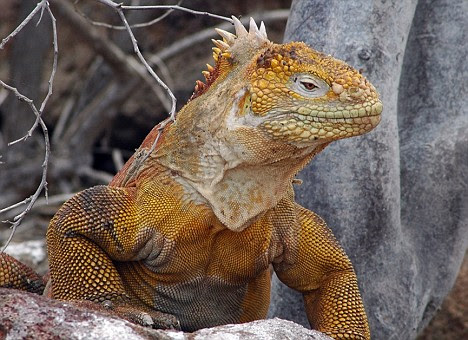 A child was recently hospitalised after playing with his family's pet iguana (file photo), the report's researchers said