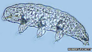High resolution image of a tardigrade