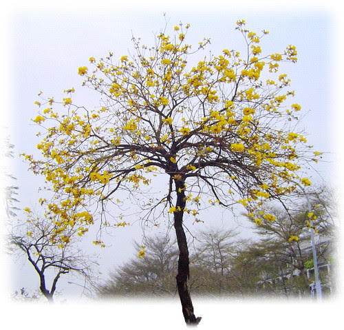 無限台南/黃花風鈴木